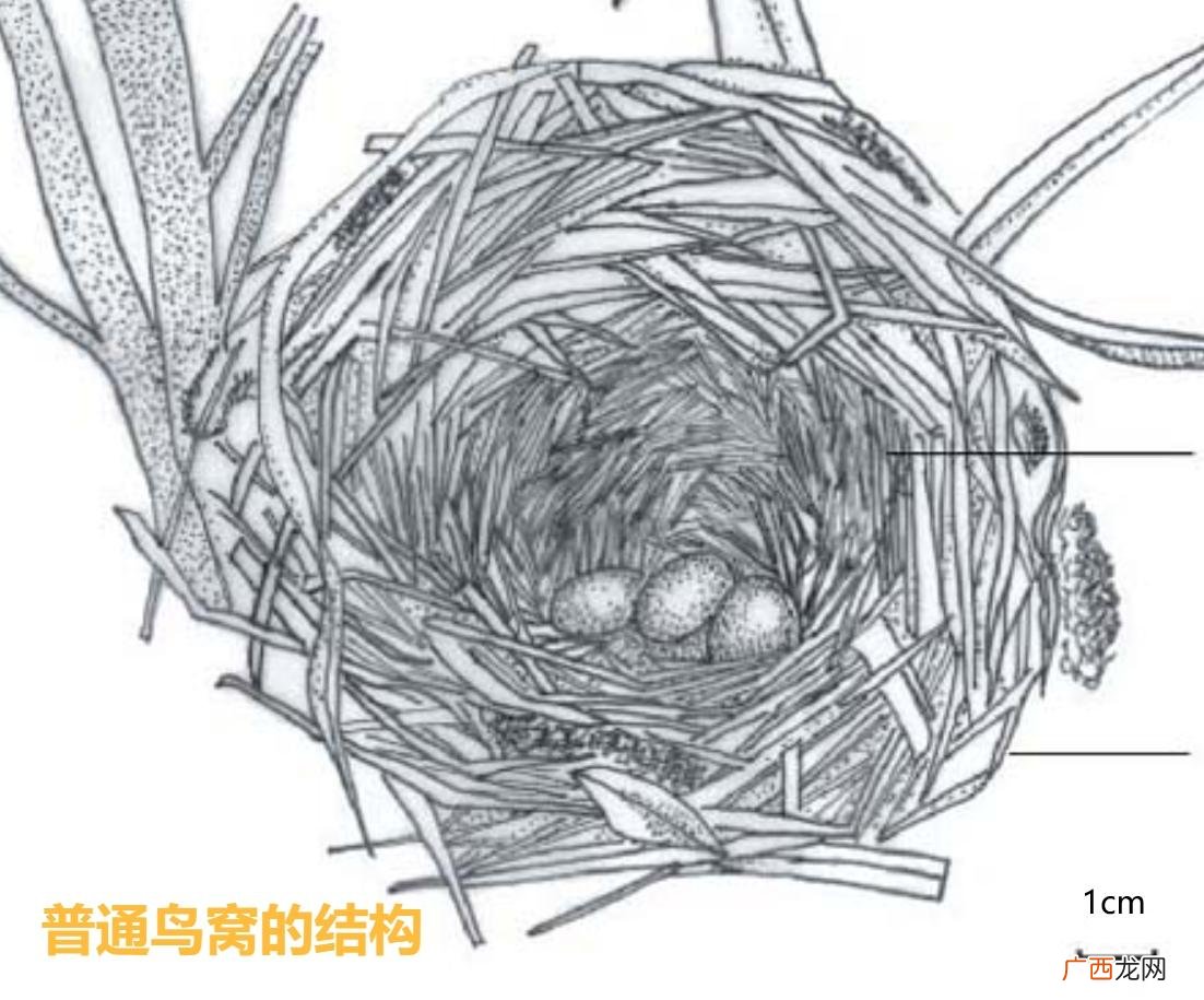 喜鹊窝真的不怕雨雪？ 为什么喜鹊窝不怕雨雪