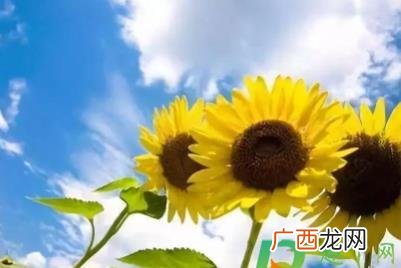 三伏天时间怎么划分的 三伏天时间怎么划分