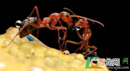 被蚂蚁咬了又痒又疼又肿怎么办 大蚂蚁咬了很疼怎么办