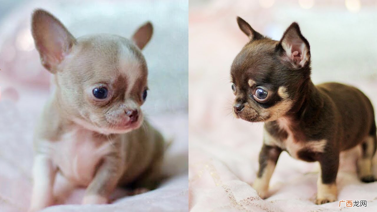 为什么那么多人喜欢养吉娃娃犬 吉娃娃犬的优缺点