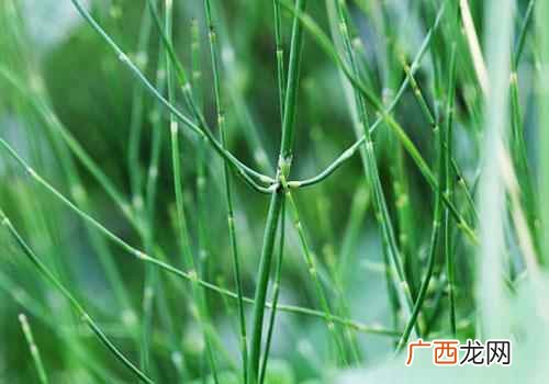 节节草的功效与作用吃法 节节草的功效与作用