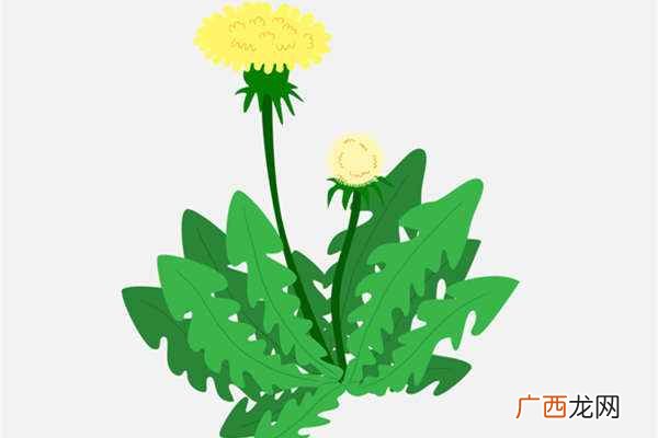 蒲公英泡水喝的作用与功效