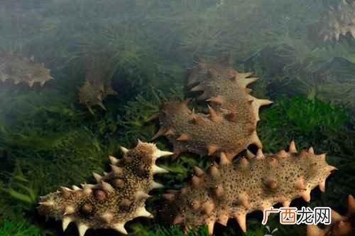 海参的营养价值现代科学研究证明 海参的营养价值及功效