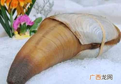 象拔蚌有什么功效 象拔蚌有什么功效,象拔蚌有什么营养