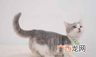 母猫绝育的手术有哪些 母猫绝育最佳时间