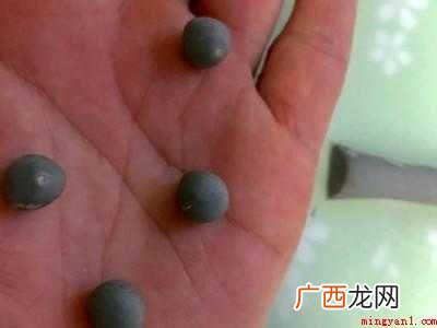 木薯粉做珍珠丸子怎么做