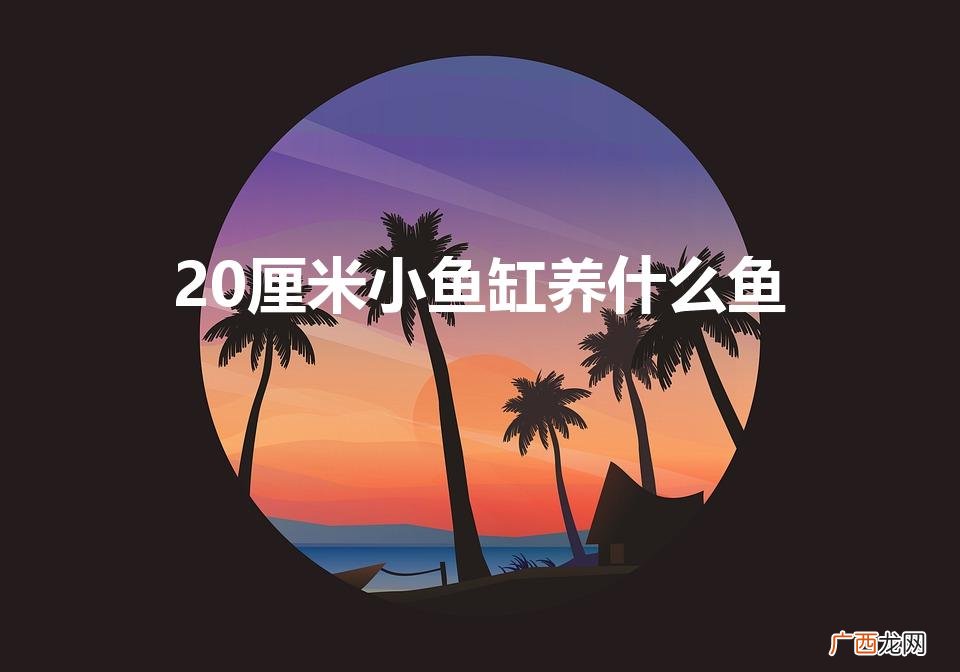 20厘米小鱼缸养什么鱼（20厘米鱼缸养什么鱼合适)