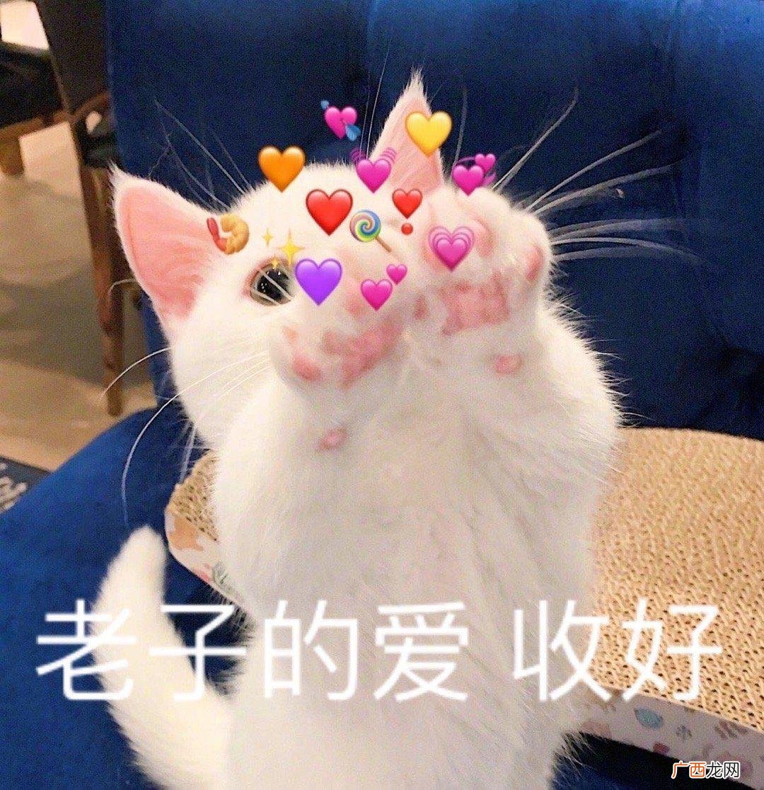 有这几个特征，能给你好运，带你升官发财 什么样的猫招财