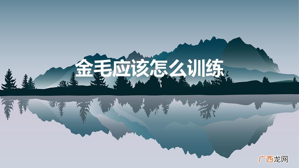 金毛应该怎么训练（金毛怎么训练坐立)
