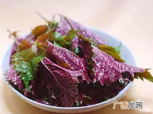 紫苏叶的功效与作用吃法 紫苏叶的功效与作用