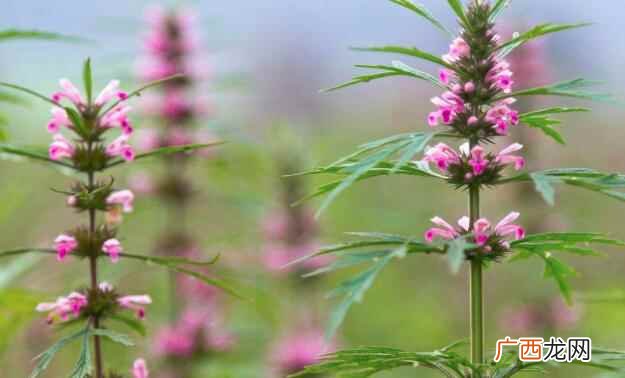 益母草是什么 益母草的营养价值