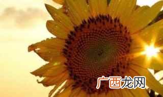 微笑向暖安之若素出自哪里 微笑向暖安之若素是什么意思