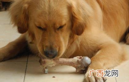 鸡腿的骨头能喂狗吗 鸡腿骨头能喂狗吗