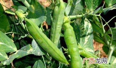 种豌豆施什么肥料最好 种豌豆什么时间种最合适