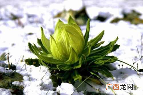 雪莲花的功效与作用 雪莲花怎么吃效果最好