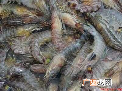 生卤虾的做法的具体操作步骤 生卤虾的做法