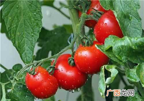 西红柿和胡萝卜可以一起吃吗 西红柿能和胡萝卜一起吃吗