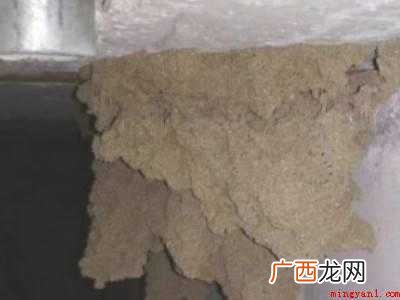 黑色带翅膀的蚂蚁怎么消灭