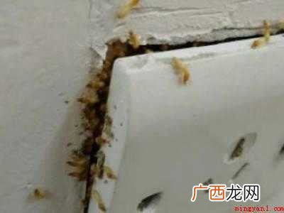 黑色带翅膀的蚂蚁怎么消灭
