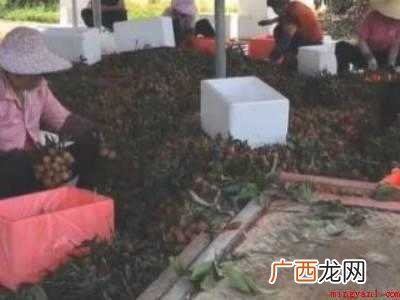 荔枝长途运输怎样包装的具体操作步骤 荔枝长途运输怎样包装