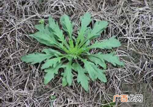 野菜有哪些品种图片大全 野菜有哪些