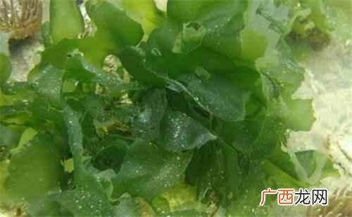 降胆固醇吃昆布增加体内碘的含量 昆布的功效与作用,昆布有什么功效