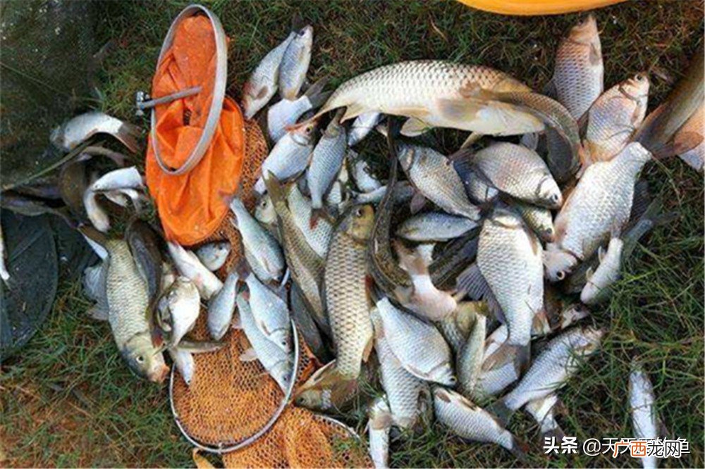 冬季钓鲫鱼浮漂的选用原则 冬钓鲫鱼用多少吃铅量的漂