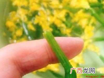 黄瓜苗怎么做好吃的具体操作步骤 黄瓜苗怎么做好吃