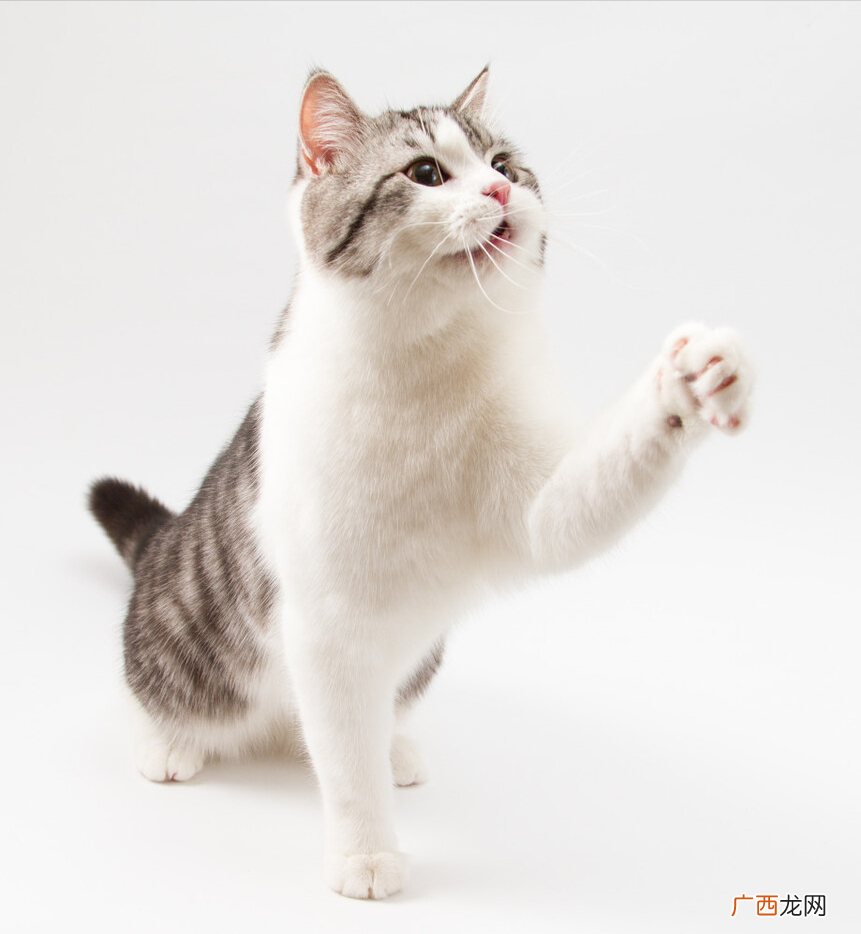 猫条对猫咪究竟有什么用 猫条是什么东西
