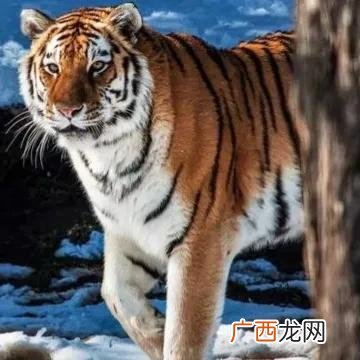 最会赚钱最有实力的三大属相 哪个生肖挣钱能力最强