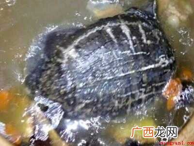 鳖怎么做汤好吃的具体操作步骤 鳖怎么做汤好吃