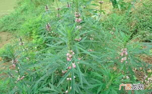 益母草的营养价值 益母草的热量