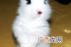 兔子的舌头是怎样的 兔子的舌头有什么作用和特点