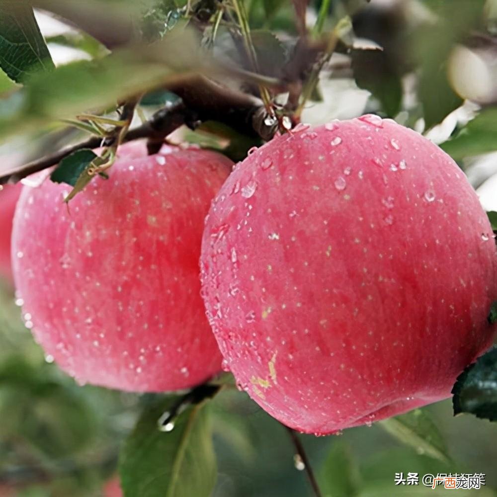 山东特产有哪些土特产小零食 山东特产有哪些土特产