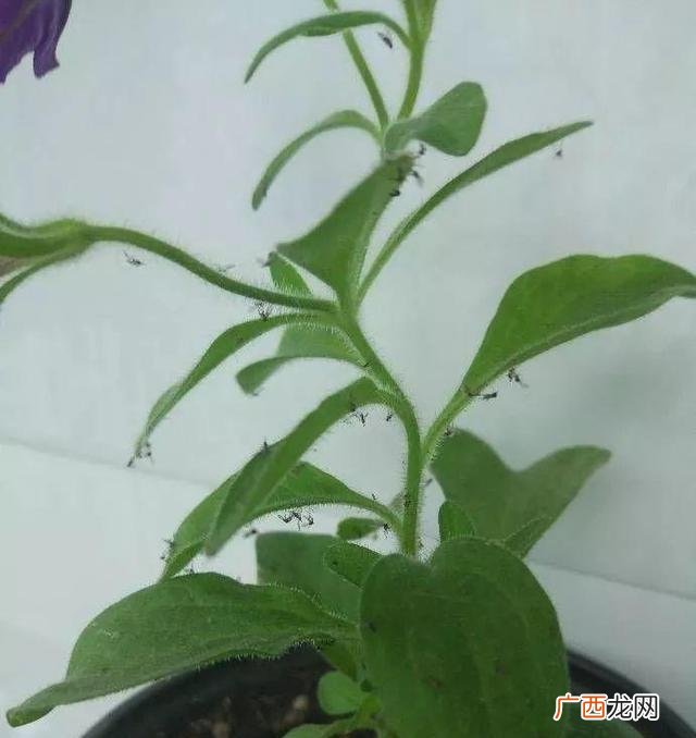 小黑飞虫的根治小妙招 花盆里的飞虫用什么方法根根除它