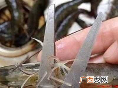 虾头怎么处理的具体操作步骤 虾头怎么处理