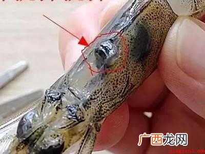 虾头怎么处理的具体操作步骤 虾头怎么处理
