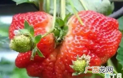 草莓形状怪异可以吃吗 长得很大形状奇怪的草莓能吃吗