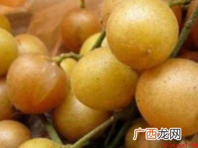 黄皮怎么腌制的具体操作步骤 黄皮怎么腌制