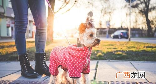 小型犬出门要拴绳吗法律规定 小型犬出门要拴绳吗