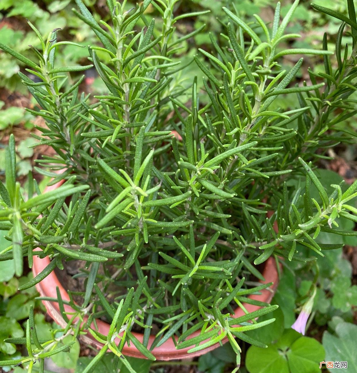 迷迭香的种植方法和注意事项 迷迭香的种植方法