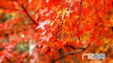 北京香山红叶观赏时间及门票价格介绍 香山红叶什么时间最红2022