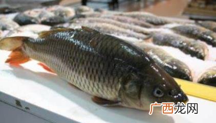 怎么看鱼死了还是活着