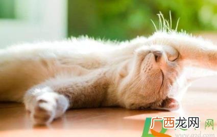 猫咪身上的跳蚤怎么处理 猫咪怎么去除跳蚤