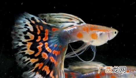 怎么让孔雀鱼繁殖快 孔雀鱼什么样是怀孕