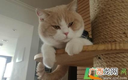 猫咪发腮必须吃生牛肉吗 猫咪发腮牛肉要每天吃吗