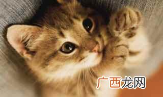 打骂猫猫会记仇吗 猫猫会记仇吗