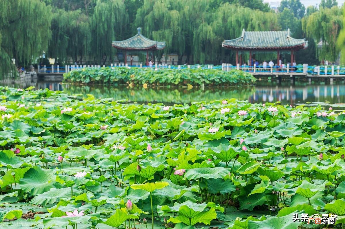 描写绿树阴浓夏日长的古诗 赞美绿树成荫的诗句唯美