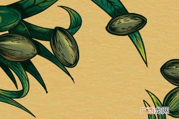 焦槟榔的功效与作用