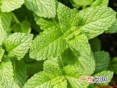薄荷和不可食用薄荷怎么区分 食用薄荷和不可食用薄荷怎么区分